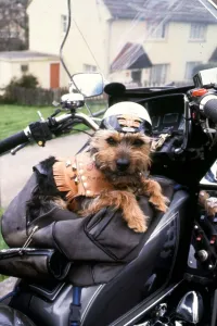 Core03 Prints: Chit the Yorkshire terrier in leathers on motorbike 1992 01 / 04 / 1992