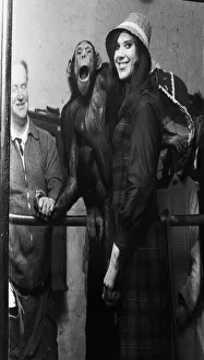 One Woman Only Prints: Cholmondely of Chessington Zoo is a chimp with a sense of humour at the best of times