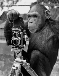 Photographer Prints: Cholmondley, or short Chumley, the six year old chimpanzee at Chessington Zoo