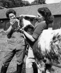 Cows Prints: They Have Chosen Farming As A Career: There are a number of girls taking the 12 months
