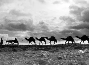 Israel Prints: Christmas in the Holyland. A camel train on the road to Jeruselem treading a ancient