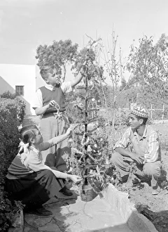 Christmas in Tangier Margaret and John Lea dress their christmas tree with aone of