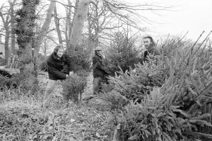 Cutting Prints: Christmas Trees being harvested, Teesside, December 1972
