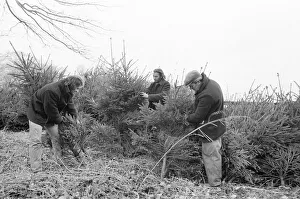 Christmas Trees being harvested, Teesside, December 1972