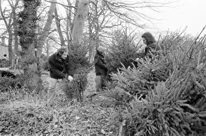 Christmas Trees being harvested, Teesside, December 1972