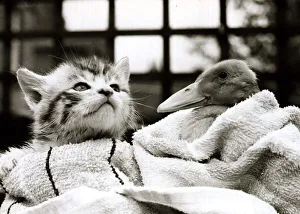 Ducks Prints: Chutze the kitten and Osbert the duckling playing together on their dustbin lid lake