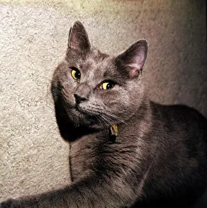 Ciarraidh the Russian blue cat January 1973 animal animals pet pets