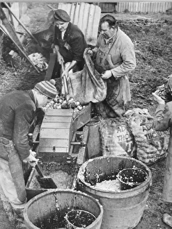 Cider fortnight, when the men of the village combine to convert the harvest of hundreds