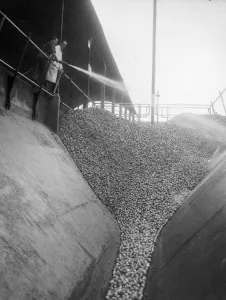 Apples Prints: This is cider in the making - thousands of apples packed into one of the storage silos