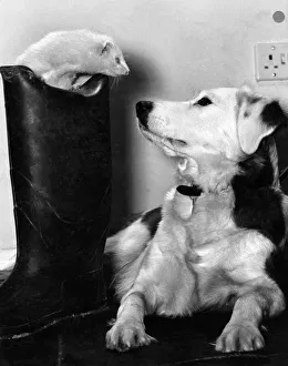 00057 Prints: Cindy the dog with Mildred the Ferret who loves playing Hide and Seek