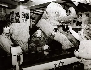 Circus elephants Maureen and Rebecca pop in to their local pub - the Stirling Castle in