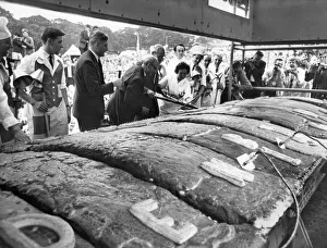 00361 Prints: With Civic Dignity, Mr. Jonas Kenyon cuts the first slice of Denby Dales six-ton pie