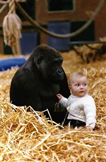 Clary Aspinall inside the gorilla enclosure at Howletts Zoo Part in Kent which is owned