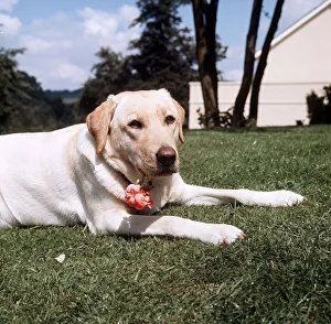 Resting Prints: Cleopatra the 18 month old Golden Labrador - August 1965