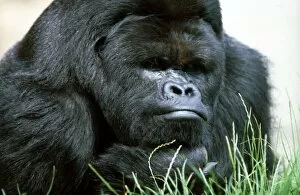 Images Dated 1st July 1971: Close up of a Gorilla at a zoo in England July 1971