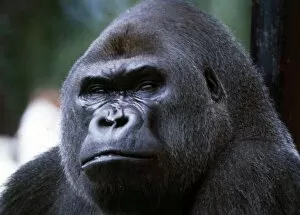 Images Dated 1st July 1971: Close up of a Gorilla at a zoo in England July 1971
