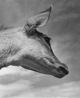 Gazelle Prints: Close up head study of a young Nylghaie. July 1945 P000383