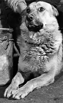 00048 Prints: Close ups of Prince the watchdog - held in the tight grip of his handler