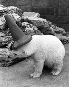 Bear Prints: Clyde the polar bear wearing a cone on his head as he plays around in his new enclosure