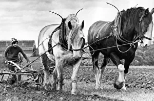 Core53 Prints: Two Clydesdales, Paddy and Jewel show how to plough up a field the old fashioned way