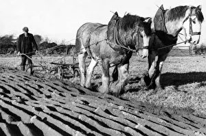 Core53 Prints: Two Clydesdales Prince and Glen in a ploughing competition in 1973