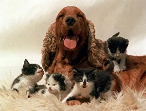 00160 Prints: Cocker Spaniel dog looking after a group of four kittens July 1996