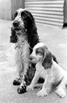 Cocker Spaniel dog and puppies at the Frant Kennels in Hildenborough near Tonbridge who