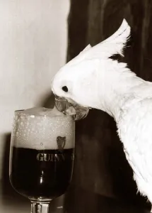 00146 Prints: Cocky the Cockatoo - January 1981 sipping a glass of Guinness
