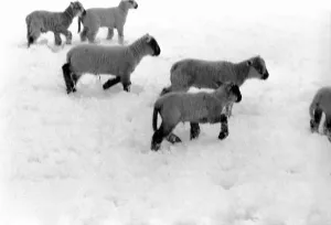 Lambs Prints: Cold Weather, Shoreham, Kent. The heavy fall of snow measuring some inches fell in Kent