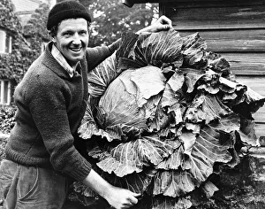 Vegetables Prints: Colin Bowcock winner of the Sunday People Grow A Cabbage Contest Man smiling with
