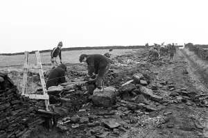 00523 Prints: Colne Valley school children dry stone walling at Delves Moor Farm, Slaithwaite