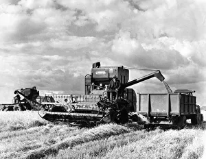 Two combine harvesters at work at once and less field hands makes harvesting quicker