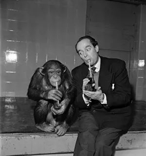 Chimpanzee Prints: Comedian Eddile Molloy drinking from a bottle of coca cola at a zoo with a Chimp
