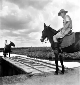 Confrontation: Two horse men face each other on a bridge just outside George town