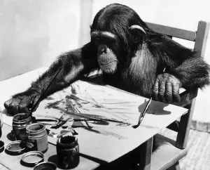 Primates Prints: Congo the young chimpanzee belonging to Granada Television Network Limited is pictured
