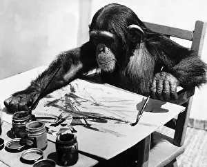 Intelligence Prints: Congo the young chimpanzee belonging to Granada Television Network Limited is pictured