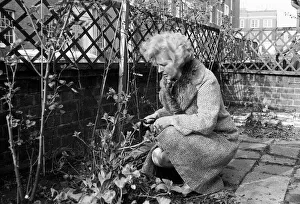 Conservative politician Margaret Thatcher working in the Front garden of her London Home
