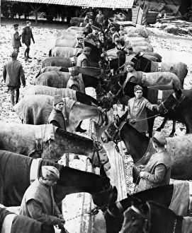 France Prints: A contingent of Cypriot Muleteers which recently landed in France have now taken up