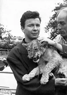 Lions Prints: Cool cat Rick Astley nearly had kittens when this budding big cat grabbed his attention