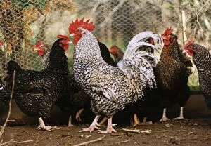 Images Dated 9th March 1992: Corky The Cockerel with other chickens Witness in a noise nusiance case in North Devon