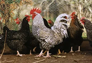 Chicken Prints: Corky The Cockerel with other chickens Witness in a noise nusiance case in North Devon