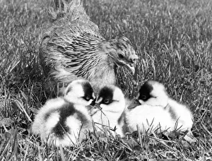 Cygnet Prints: Some Coscoroba cygnets which are being reared by a Bantam at the Washington Wildlife
