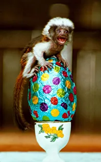 Cotton-top monkey Sparky with his Easter egg little monkey sitting on top of an egg