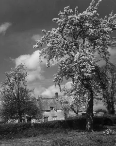 Country scene in the county of Kent showing a thatched roof cottage