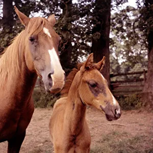 Ponies Prints: Country Scenes - Horses Pony Animals Trees Woods Landscape - The Cotswolds
