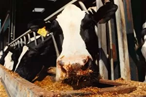 00175 Collection: A cow feeding while it is being milked