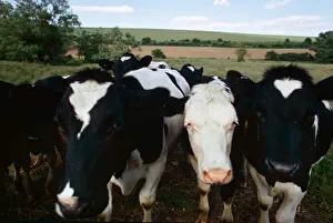 Cattle Prints: The cows come home for evening milking at Marlborough in Wiltshire