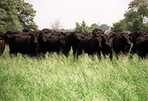 Cows pictured at Broadfield Farm in Tetbury owned by Prince Charles the Prince of Wales