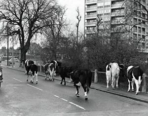 Accommodation Collection: Cows walking down the street outisde Wanstead flatsin East London