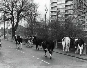 Cows Prints: Cows walking down the street outisde Wanstead flatsin East London